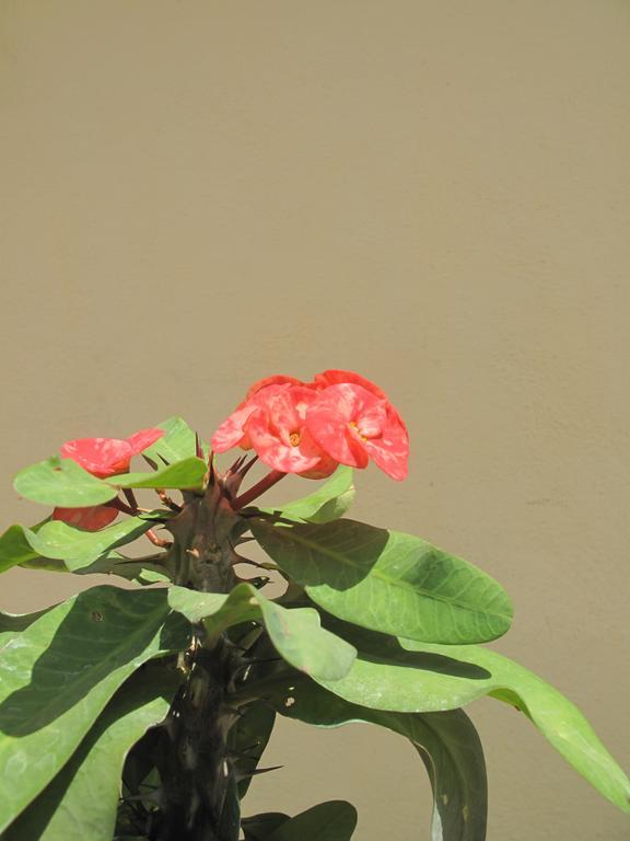 Om Shiva Guest House Hampi Εξωτερικό φωτογραφία